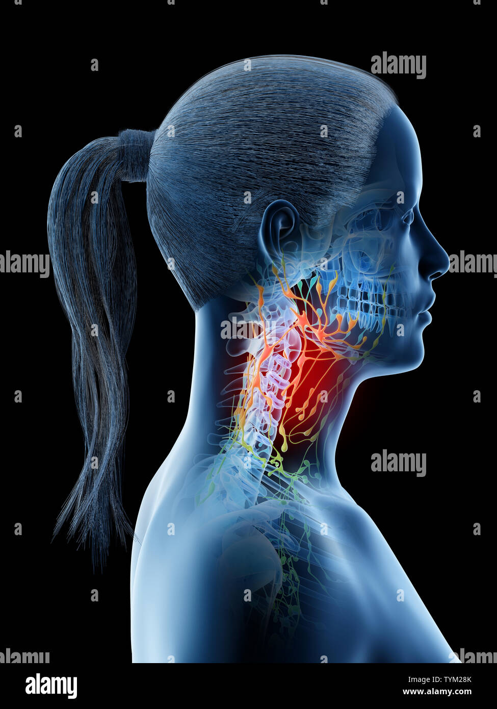 Lymph node anatomy neck