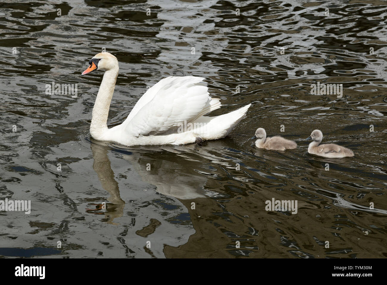mute swan (Cygnus olor) with chicks, Alsterarkaden, Hamburg, Germany Stock Photo
