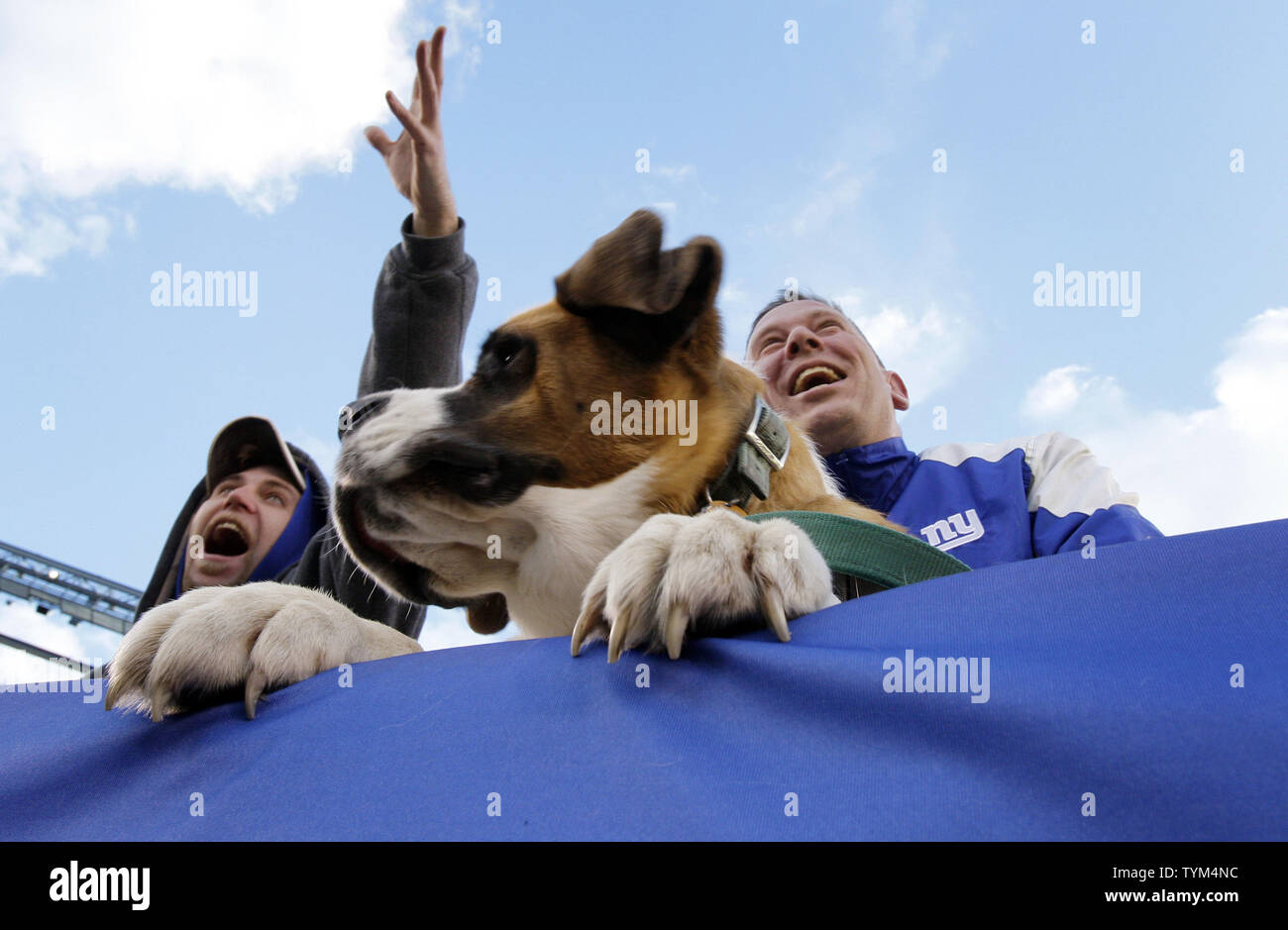 A service dog named Beatrice rests on the wall of the stadium