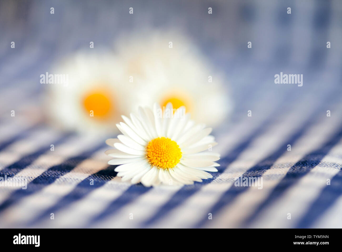 daisys on checked fabric Stock Photo
