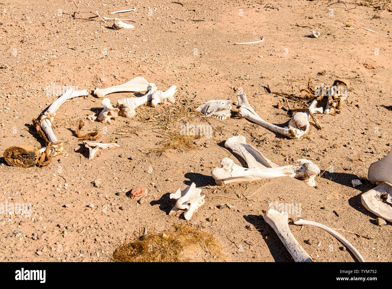 Bones of a horse on the roadside in Namibia.  When horses reach the end of their useful life, they are released to forage for themselves and die in th Stock Photo