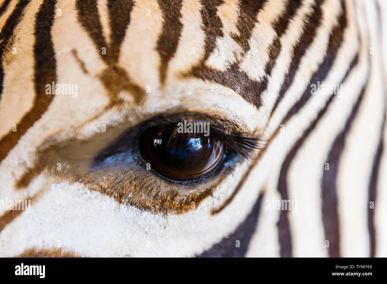 Closeup of the eye of a mountain zebra in  Namibia Stock Photo