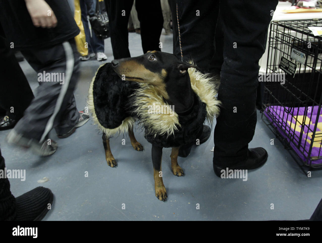 A standard size Manchester Terrier waits backstage wearing a coat at the  135th Annual Westminster Kennel Club Dog Show at Madison Square Garden in  New York City on February 15, 2011. UPI/John