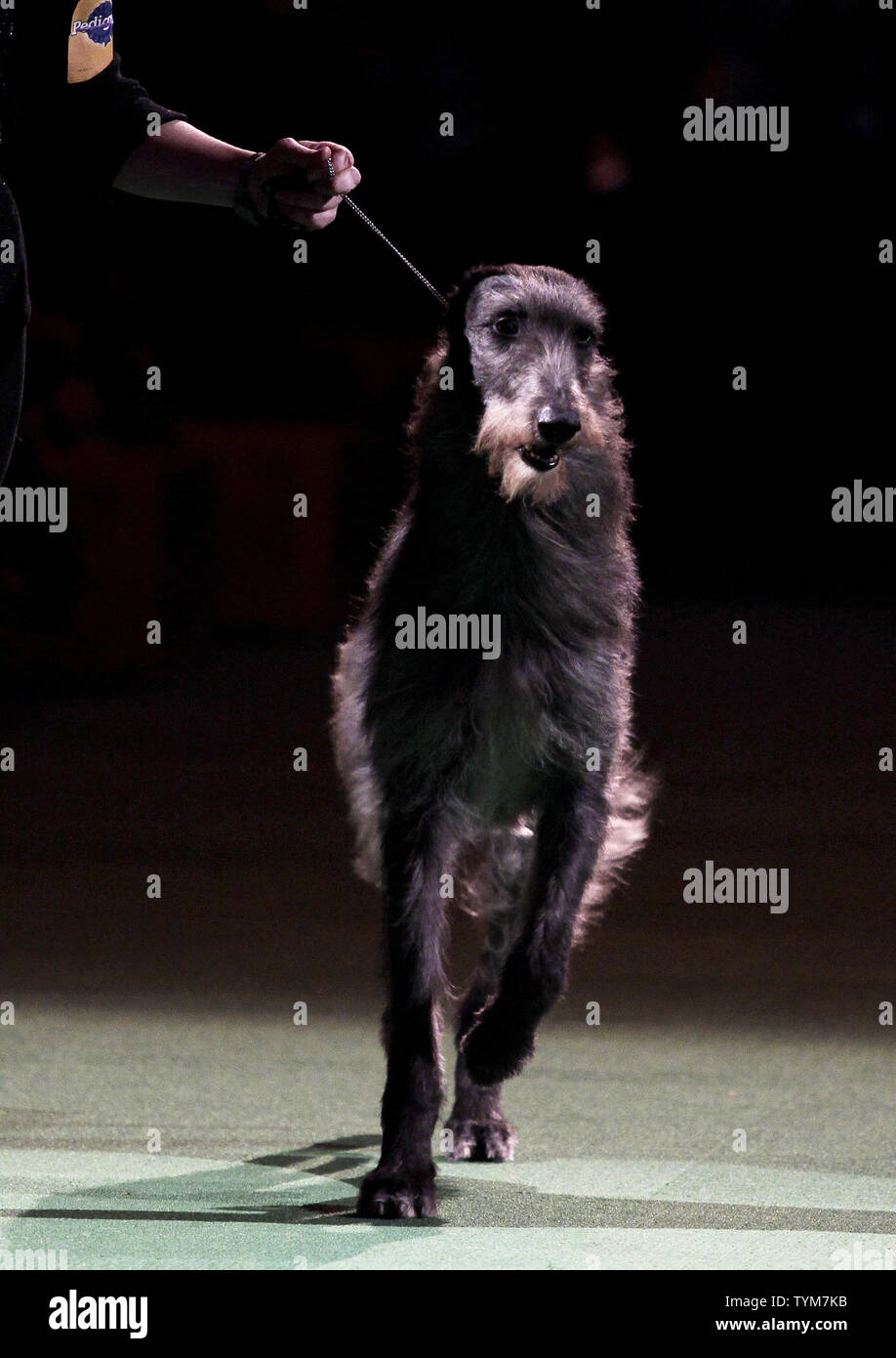 Hickory Wind, the Scottish Deerhound, and handler Angela Lloyd run before the judges before winning best in show at the 135th Annual Westminster Kennel Club Dog Show at Madison Square Garden in New York City on February 15, 2011.      UPI/John Angelillo Stock Photo