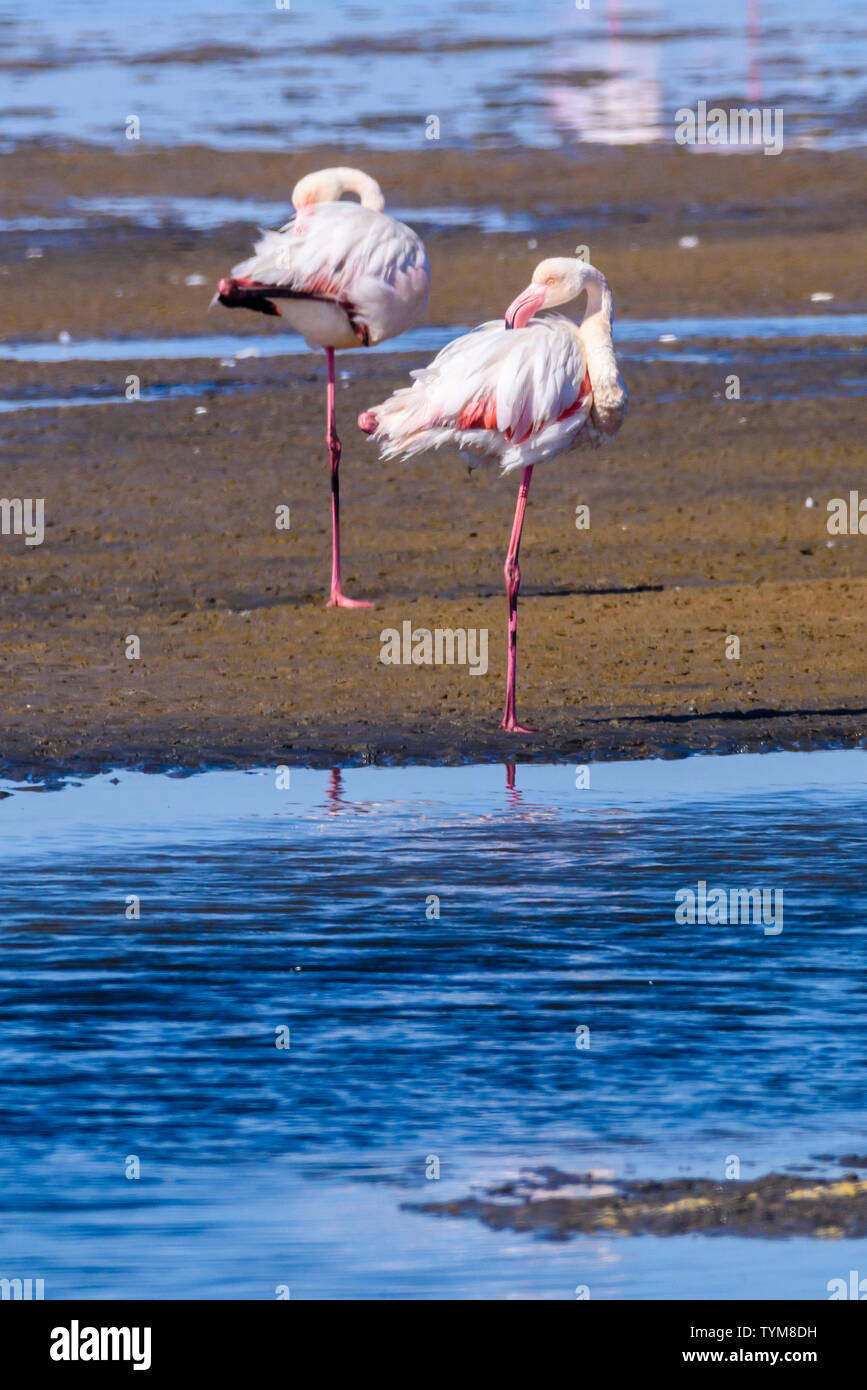 Flamingos in the sea at Walvis Bay, Namibia Stock Photo