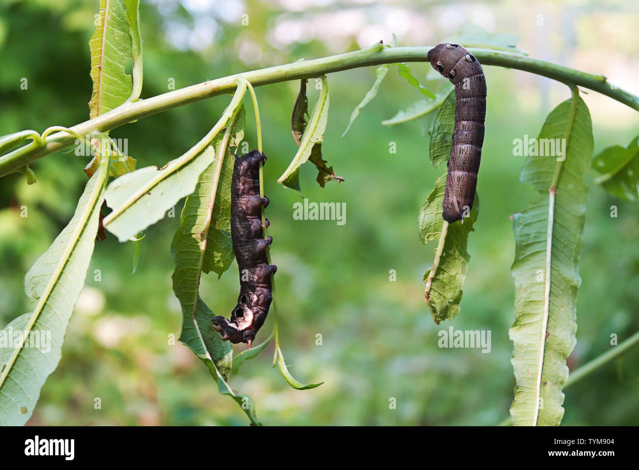 Two large caterpillars of Deilephila elpenor (elephant hawk moth)  eat the leaves of Rosebay willowherb or fireweed Stock Photo