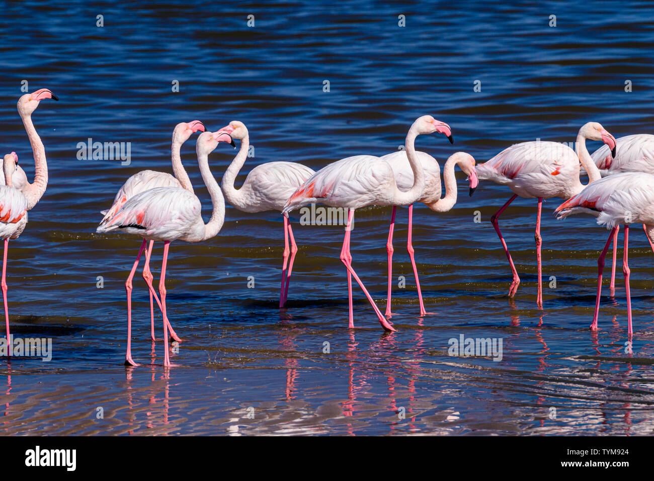 Flamingos in the sea at Walvis Bay, Namibia Stock Photo