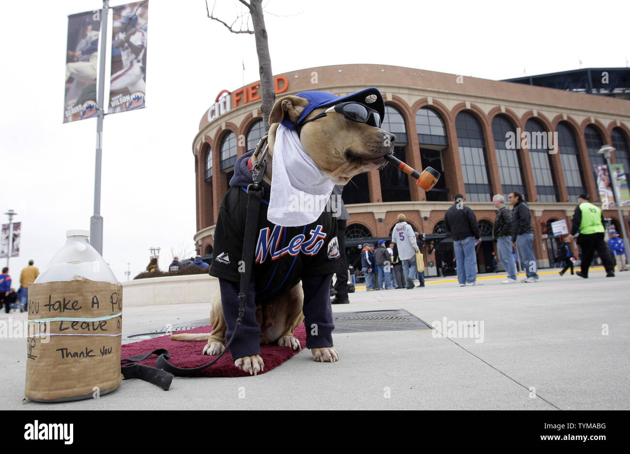 New York Mets on X: It's #DressUpYourPetDay… share your photos of your pet  in #Mets gear and we'll RT our favorites!  / X