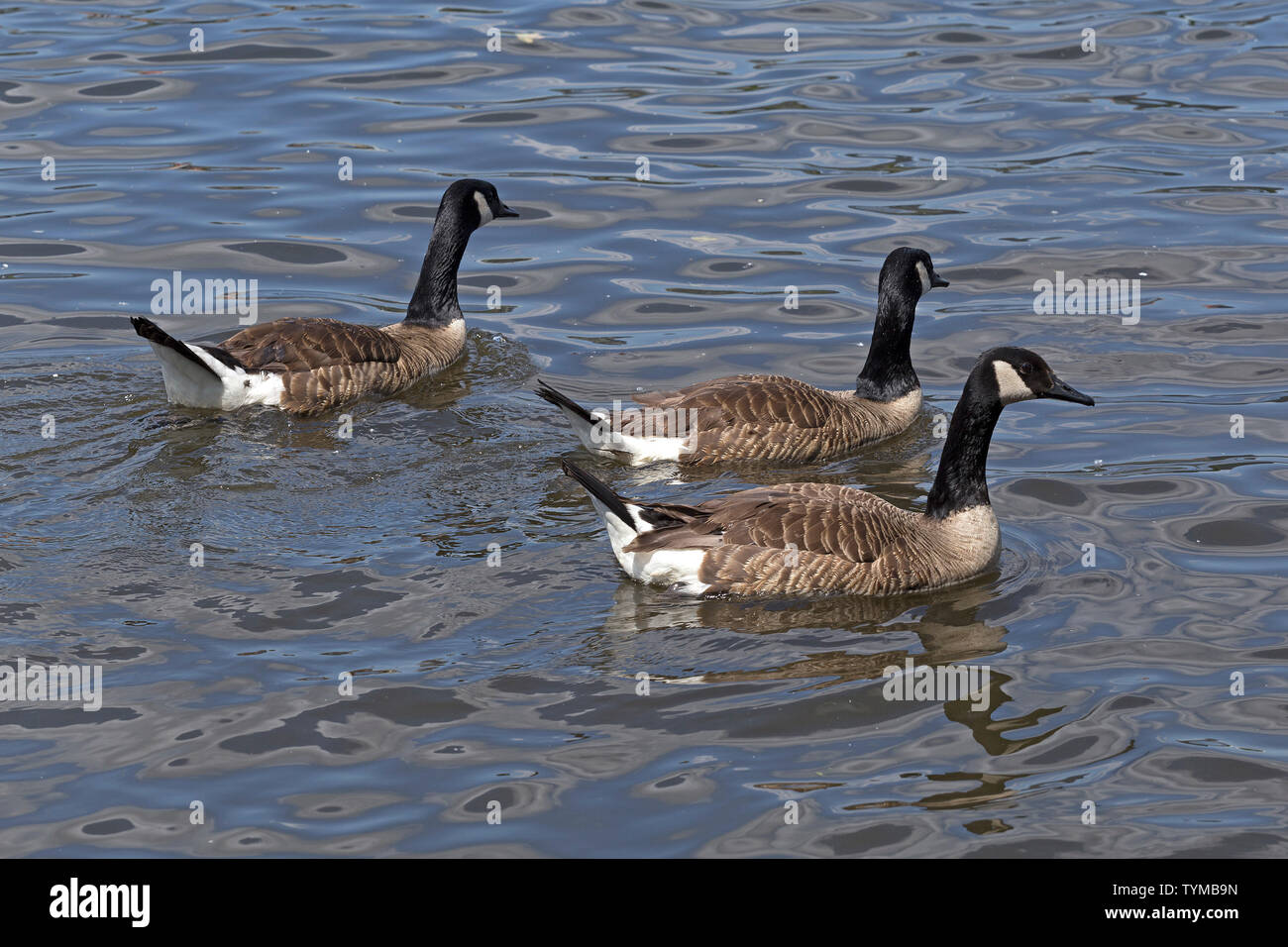 Canada geese (Branta canadensis), Inner Alster, Hamburg, Germany Stock  Photo - Alamy