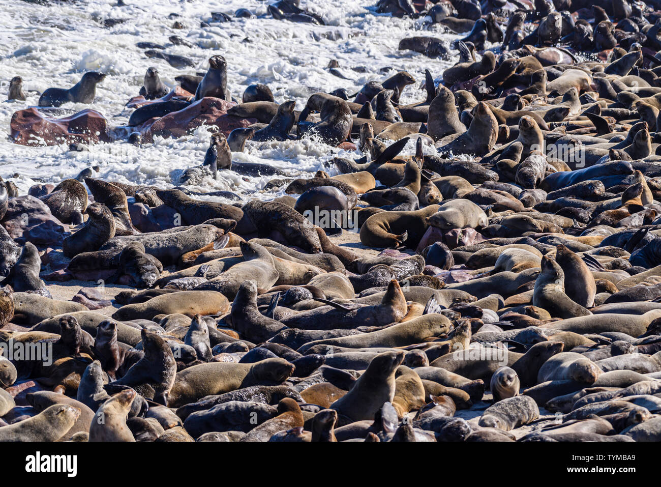 One of the largest colonies of Cape Fur Seals in the world, Cape Cross, Skeleton Coast, Namibia Stock Photo