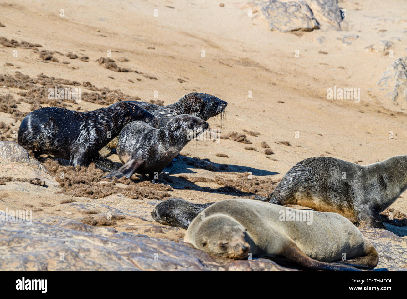 Young seal pups run down a sandy slope at one of the largest colonies of Cape Fur Seals in the