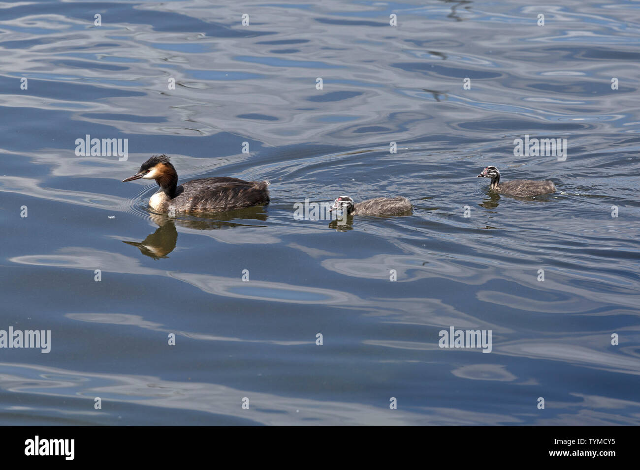 great crested grebe (Podiceps cristatus) with chicks, Outer Alster, Hamburg, Germany Stock Photo