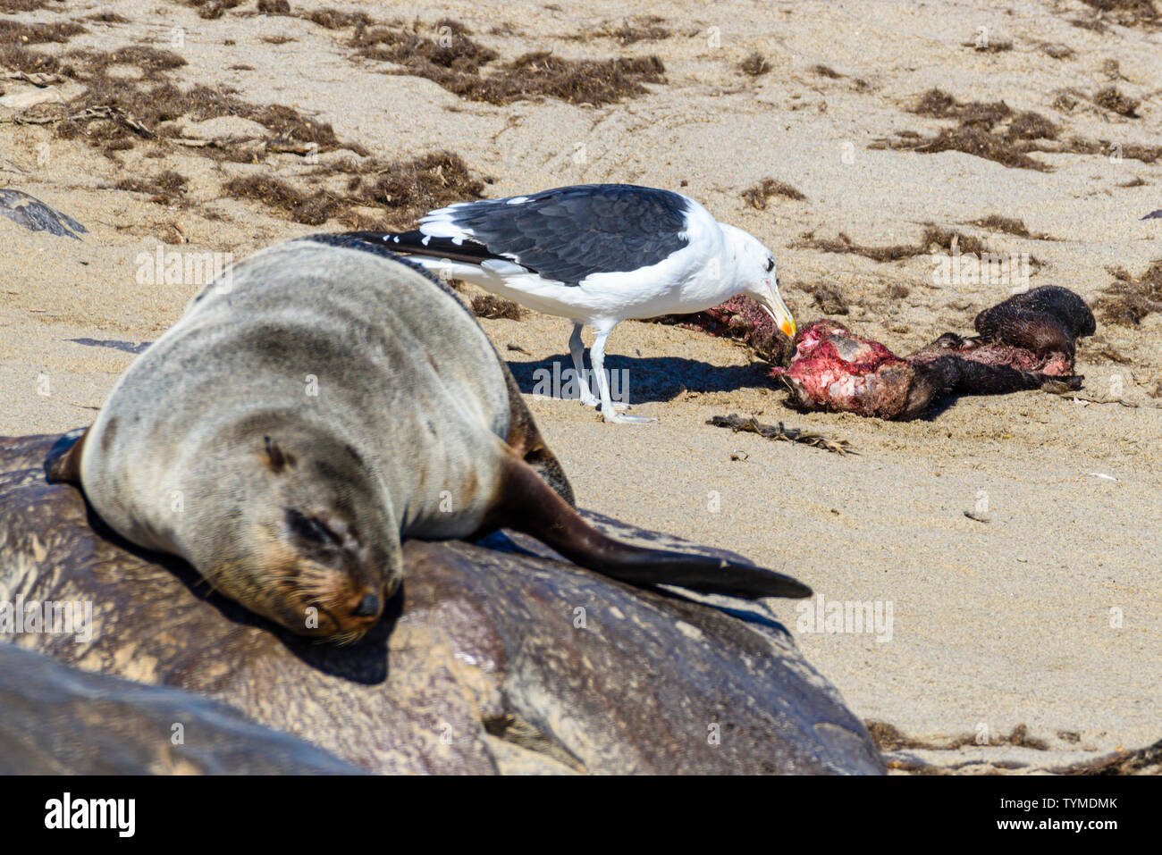 A black-backed gull eats from the carcase of a dead seal pup at one of the largest colonies of Cape Fur Seals in the world, Cape Cross, Skeleton Coast Stock Photo