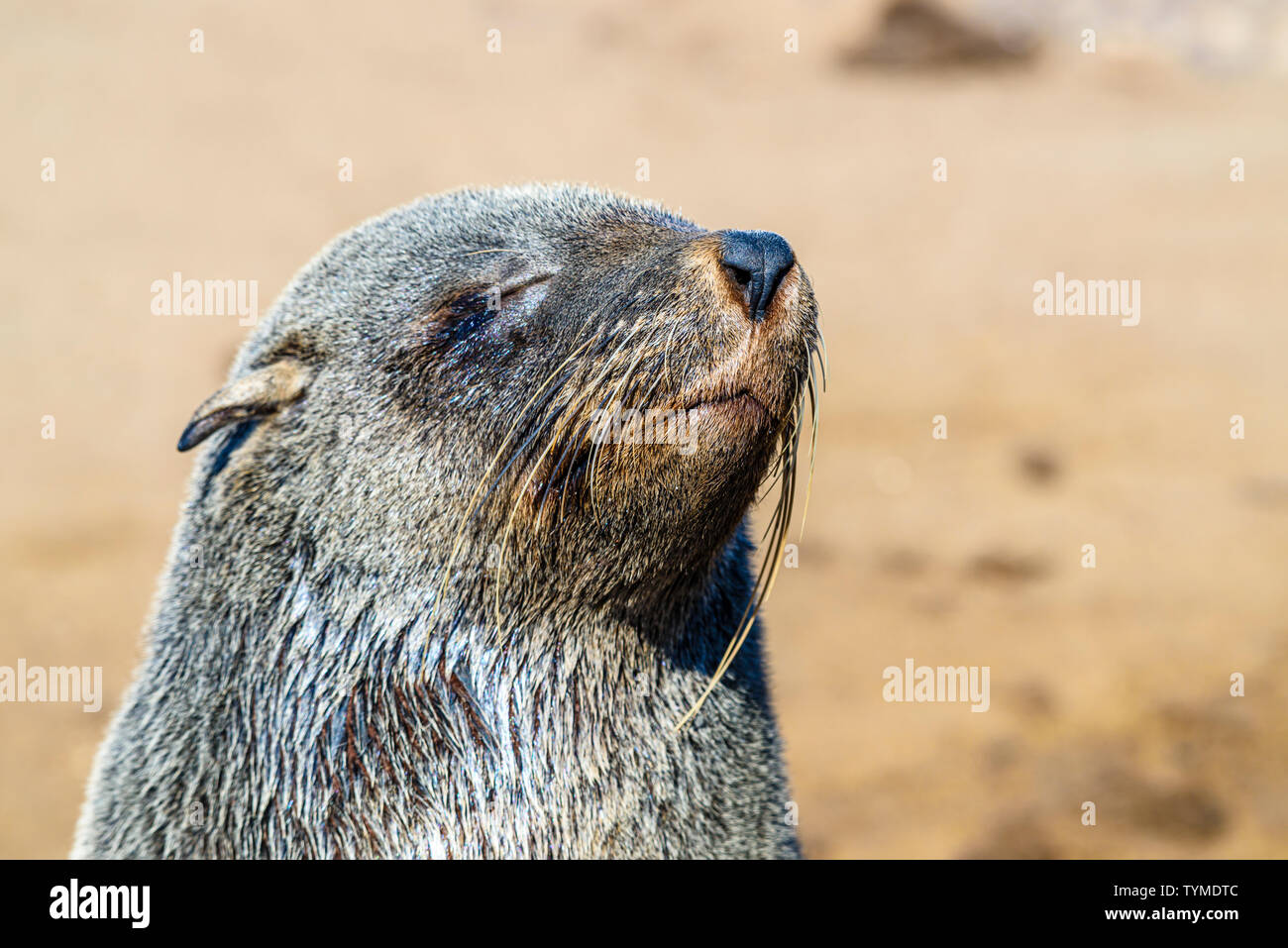 Cute seal at one of the largest colonies of Cape Fur Seals in the world, Cape Cross, Skeleton Coast, Namibia Stock Photo