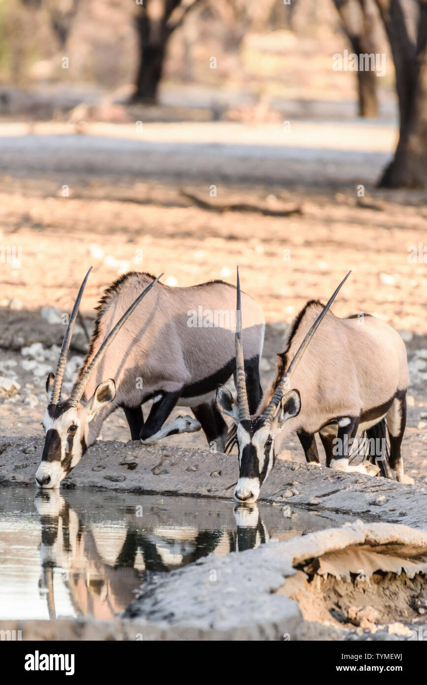 gemsbok-a-large-oryx-antelope-and-the-national-symbol-of-namibia