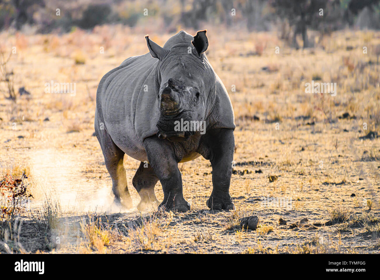 An agitated white rhino kicks up dust in Etosha National Park, Namibia Stock Photo
