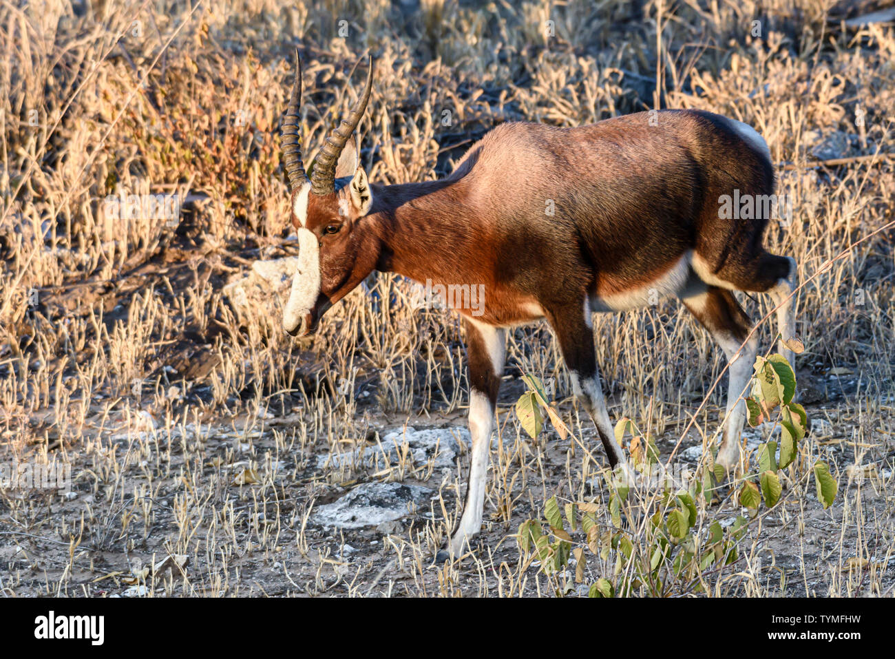 Bontebok very Similar To A Blesbok Walking Through The Savannah In Namibia Stock Photo Alamy