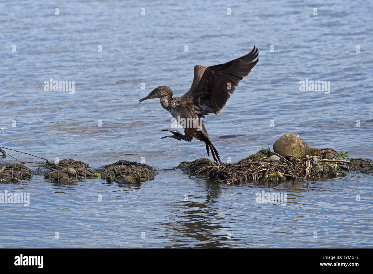 great cormorant (Phalacrocorax carbo), Outer Alster, Hamburg, Germany Stock Photo
