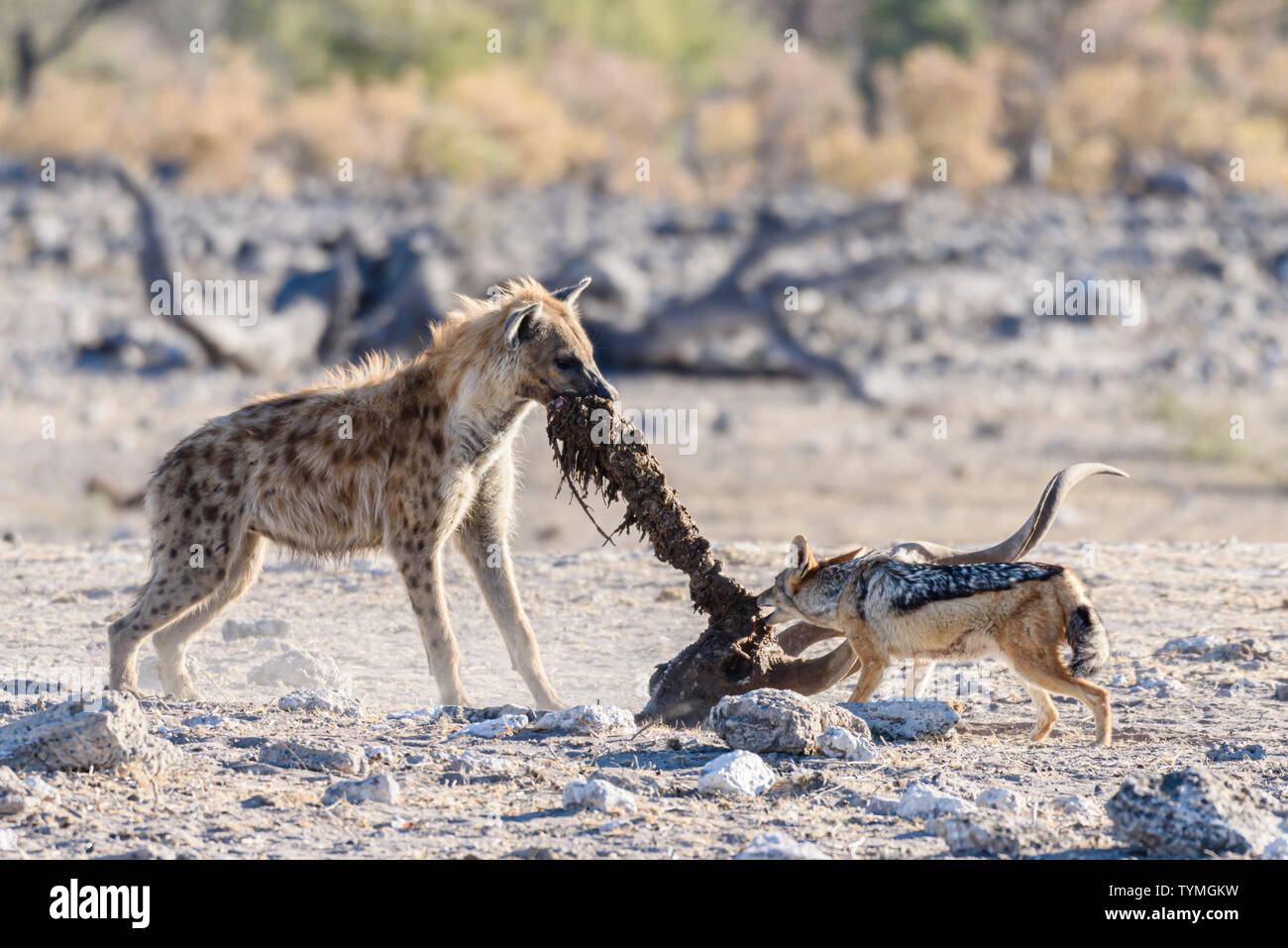 A black-backed jackal tries to steal a piece of meat from a spotted hyena as it drags the spine, skull and horns of a large male kudu.  Etosha Nationa Stock Photo