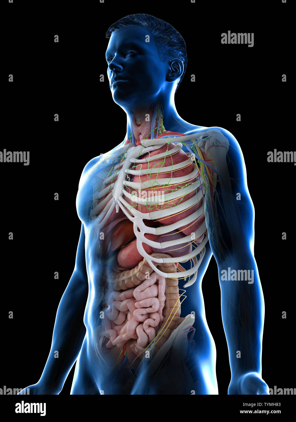 Анатомия человека с ребрами и органами