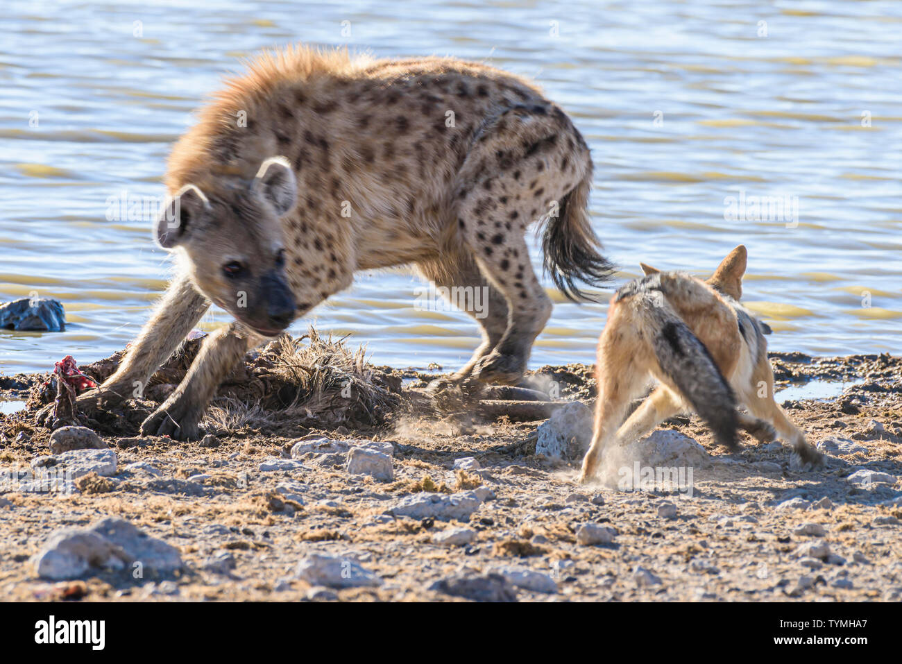 Black backed jackals harass and attempt to confuse a spotted hyena, allowing them to steal part of their kill at Etosha National Park, Namibia Stock Photo