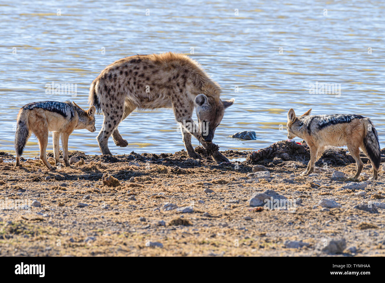 Black backed jackals harass and attempt to confuse a spotted hyena, allowing them to steal part of their kill at Etosha National Park, Namibia Stock Photo
