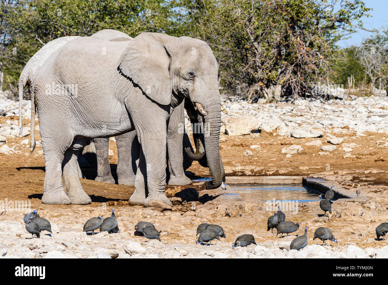 Four African elephants at a water hole in Namibia.  Elephants in Etosha suffer from a lack of phosphor, making their tusks slow growing and brittle. Stock Photo
