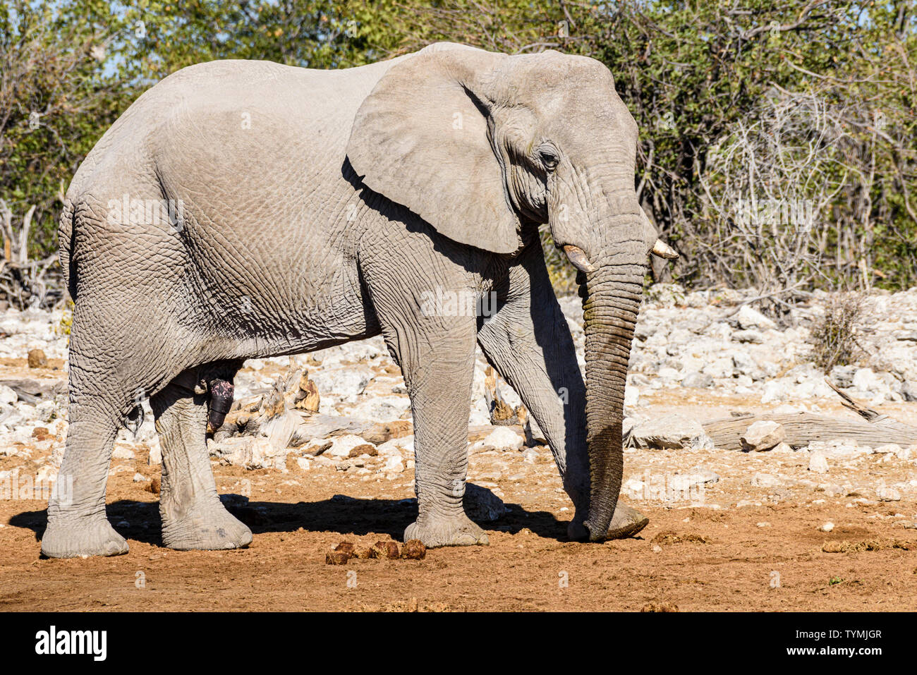 African elephant in Namibia.  Elephants in Etosha suffer from a lack of phosphor, making their tusks slow growing and brittle.  They have very short t Stock Photo