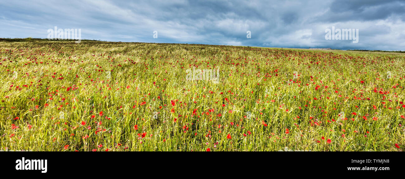 A panoramic view of the spectacular sight of a field of Common Poppies Papaver rhoeas growing on West Pentire in Newquay in Cornwall. Stock Photo