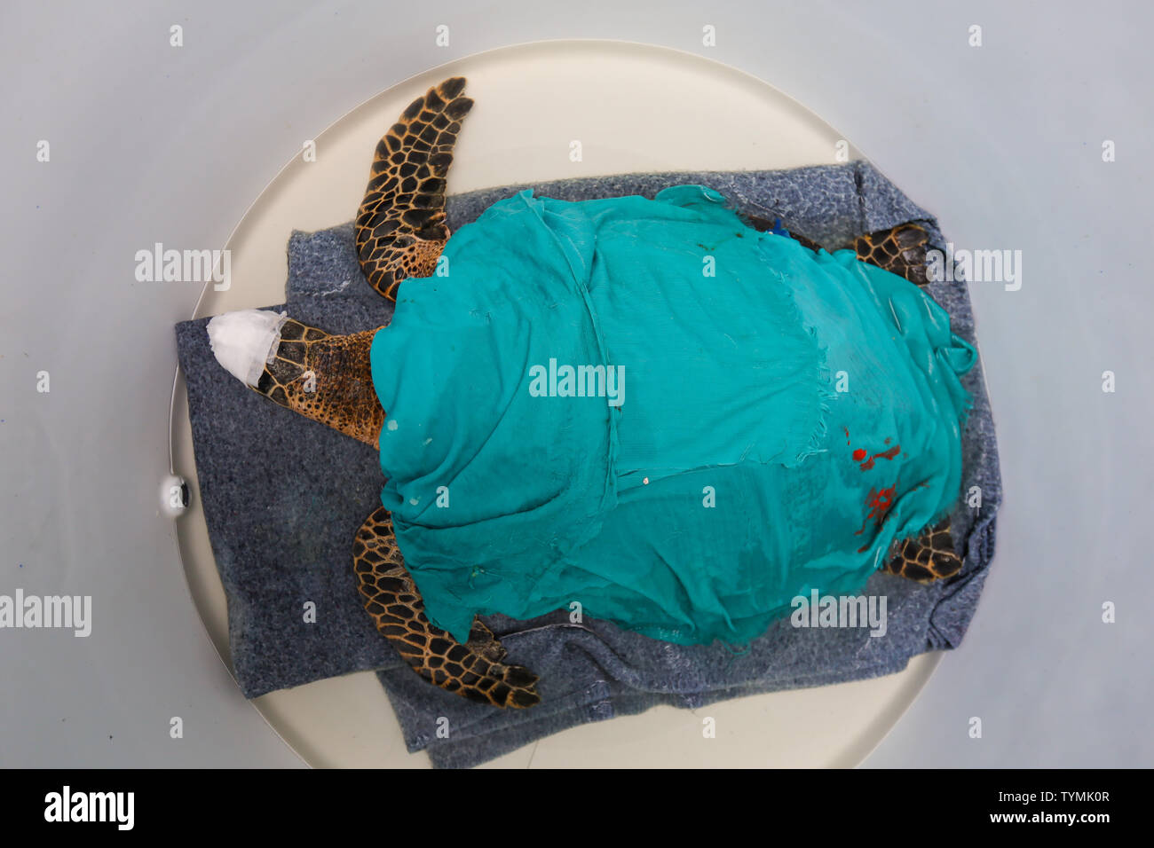 Helping and conserving sea turtles for release to nature. Stock Photo