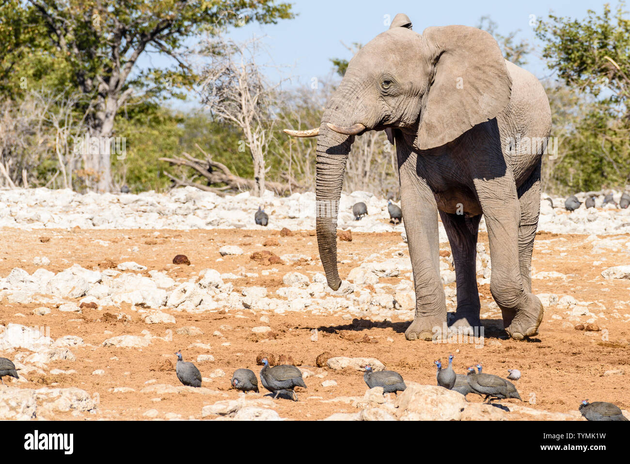 African elephants at a water hole in Namibia.  Elephants in Etosha suffer from a lack of phosphor, making their tusks slow growing and brittle.  They Stock Photo
