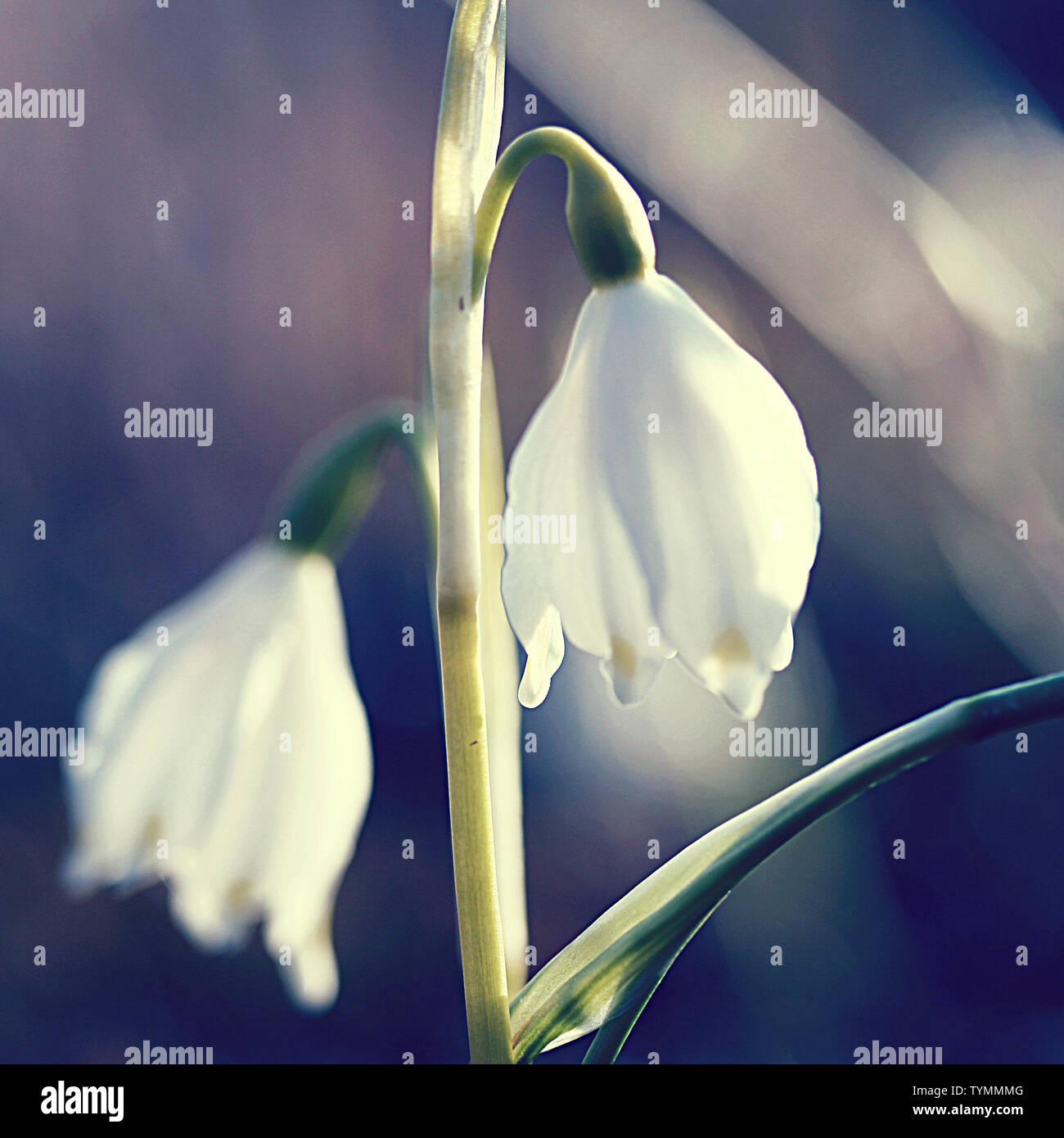 snowdrops with bokeh Stock Photo