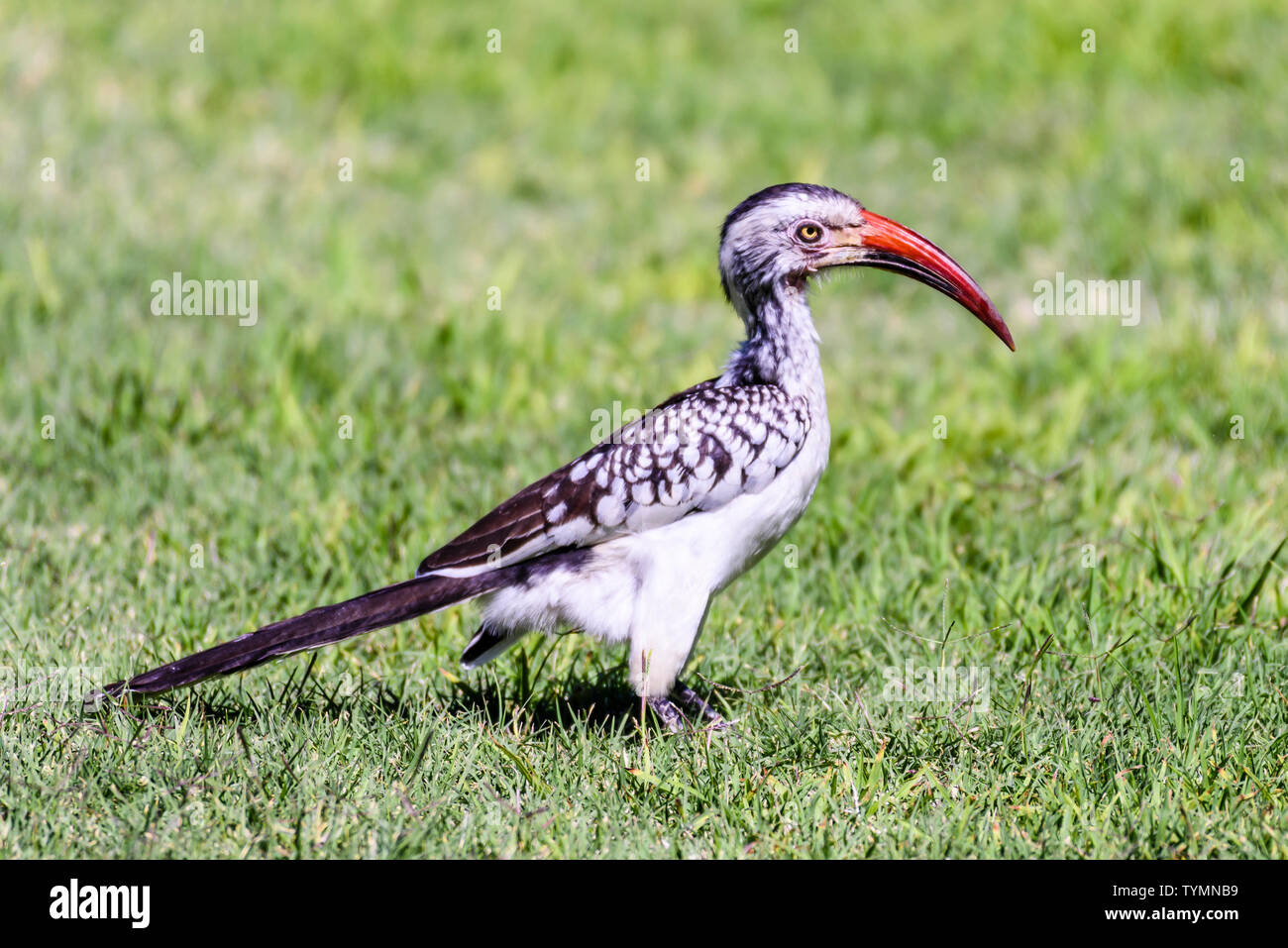Southern red-billed hornbill which lives in the less arid parts of Namibia. Stock Photo