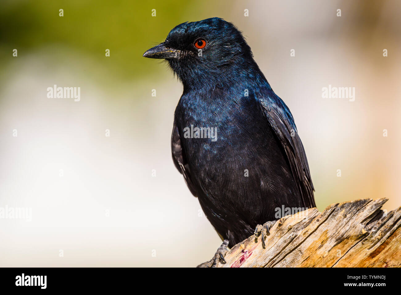 Black fork tailed drongo bird in Namibia Stock Photo - Alamy