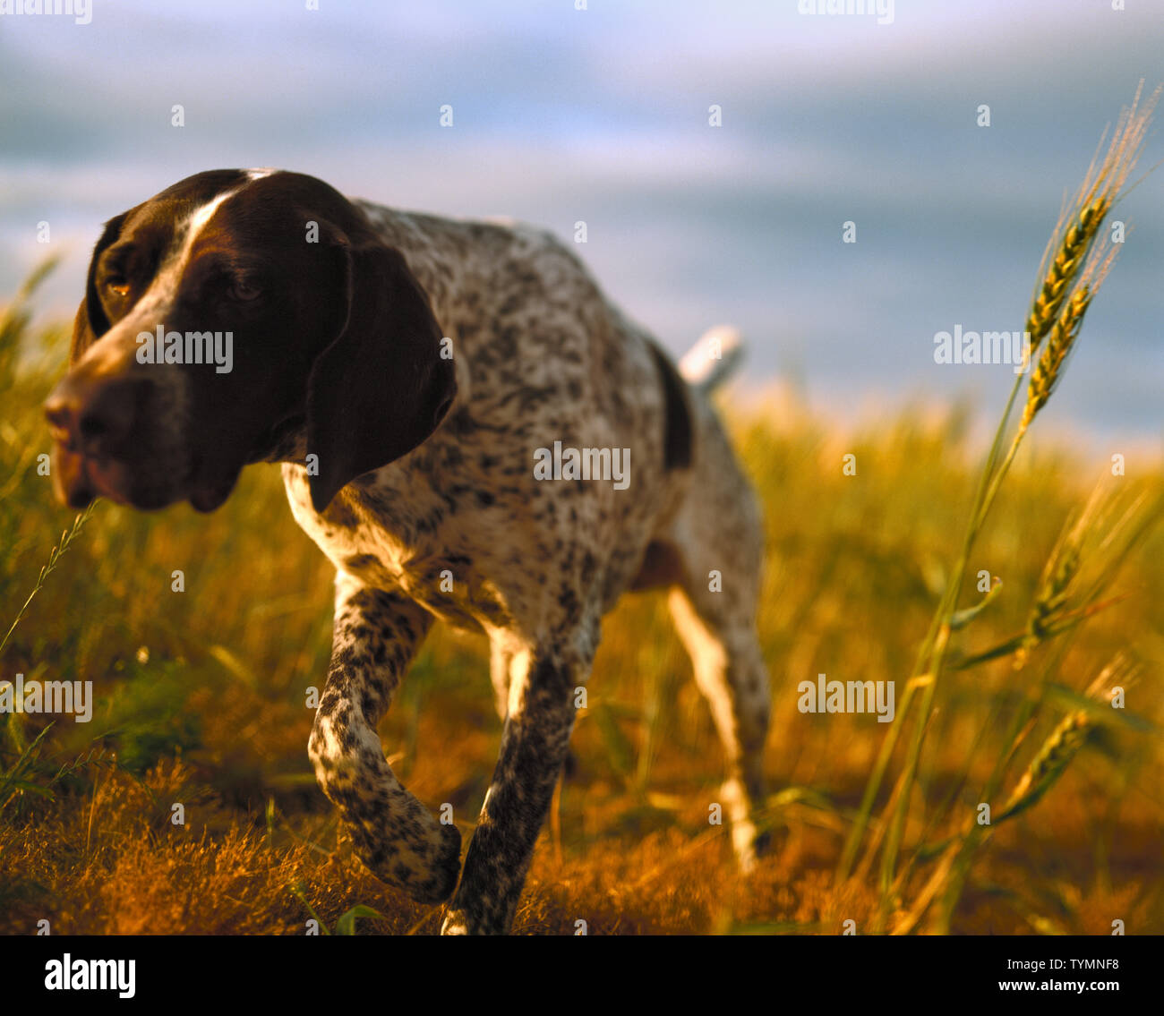 Image showcasing Dog in tall grass Stock Photo - Alamy