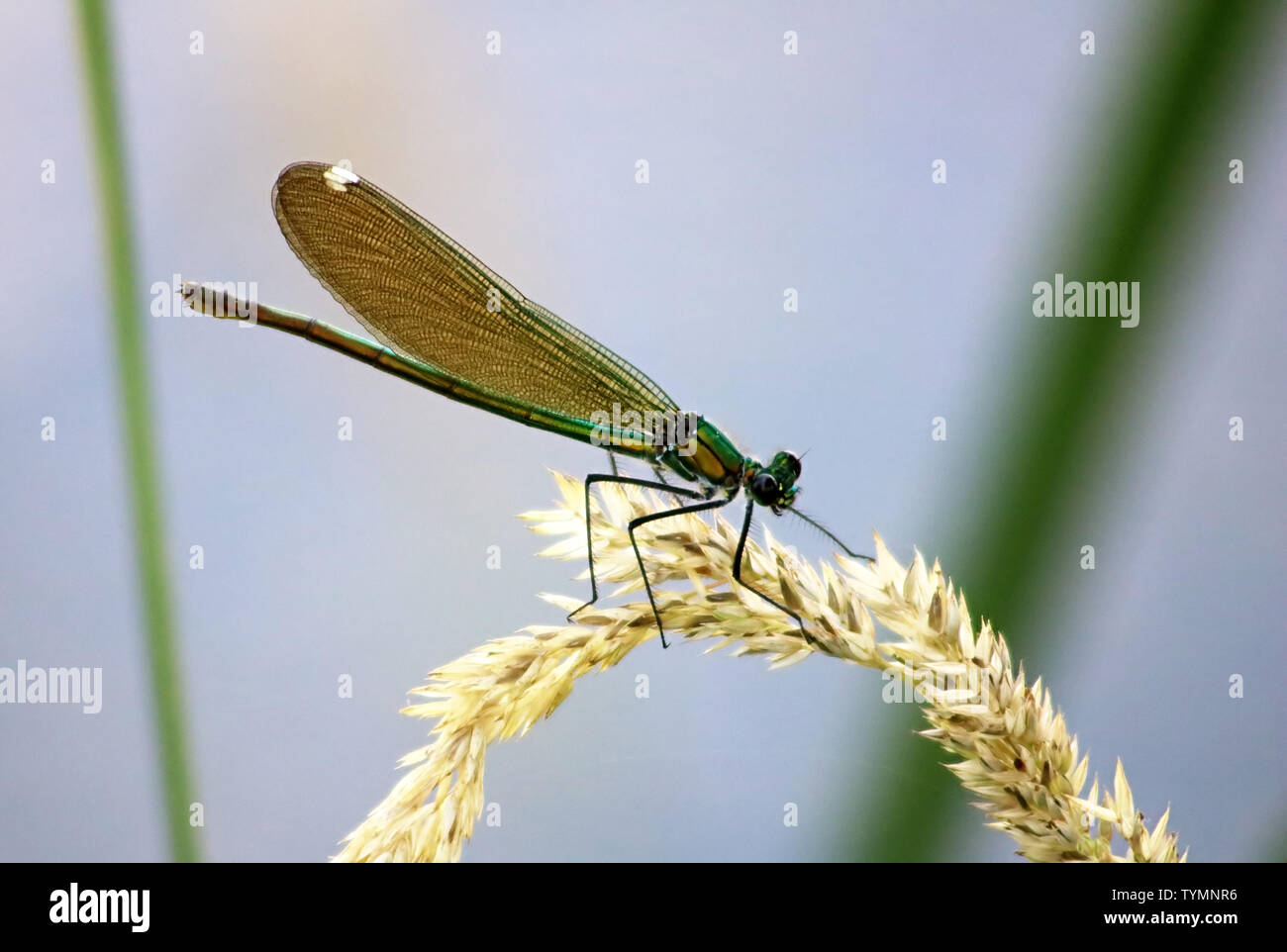 Green dragonfly on yellow spikelet on blue background Stock Photo