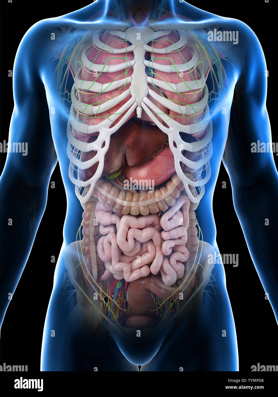 3d rendered medically accurate illustration of a mans internal organs Stock Photo