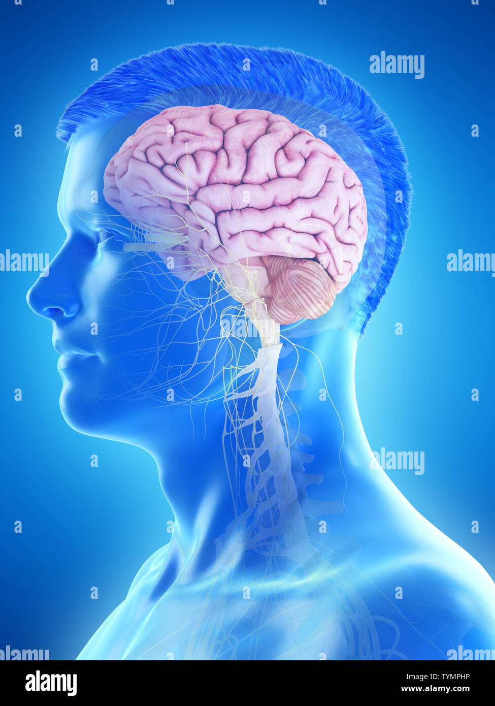 3d rendered medically accurate illustration of a mans brain Stock Photo ...
