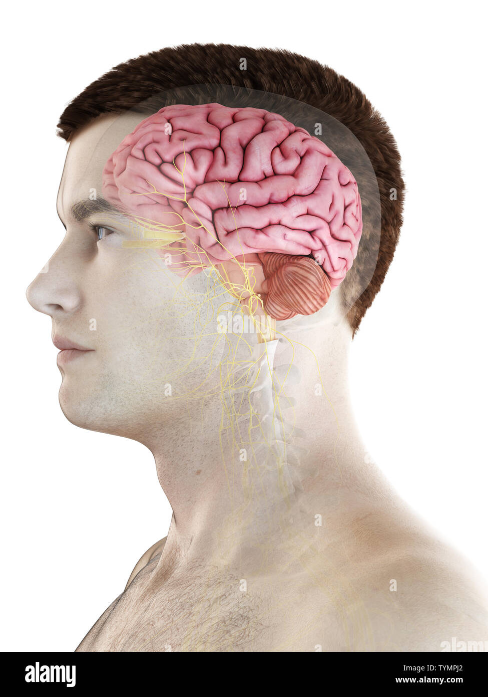 3d rendered medically accurate illustration of a mans brain Stock Photo ...