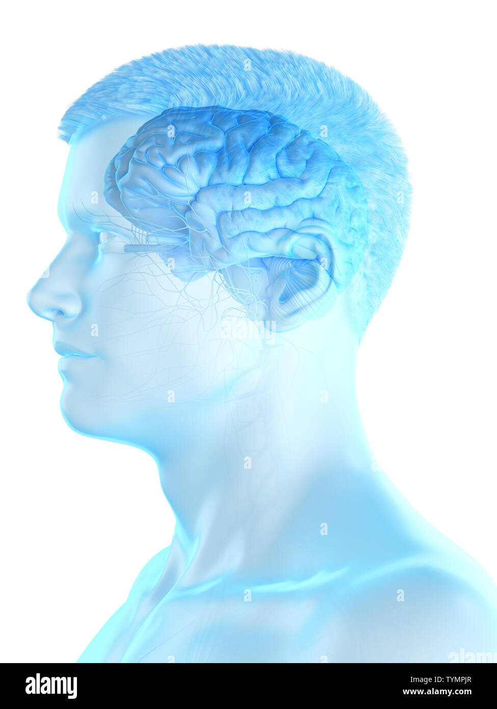 3d rendered medically accurate illustration of a mans brain Stock Photo ...