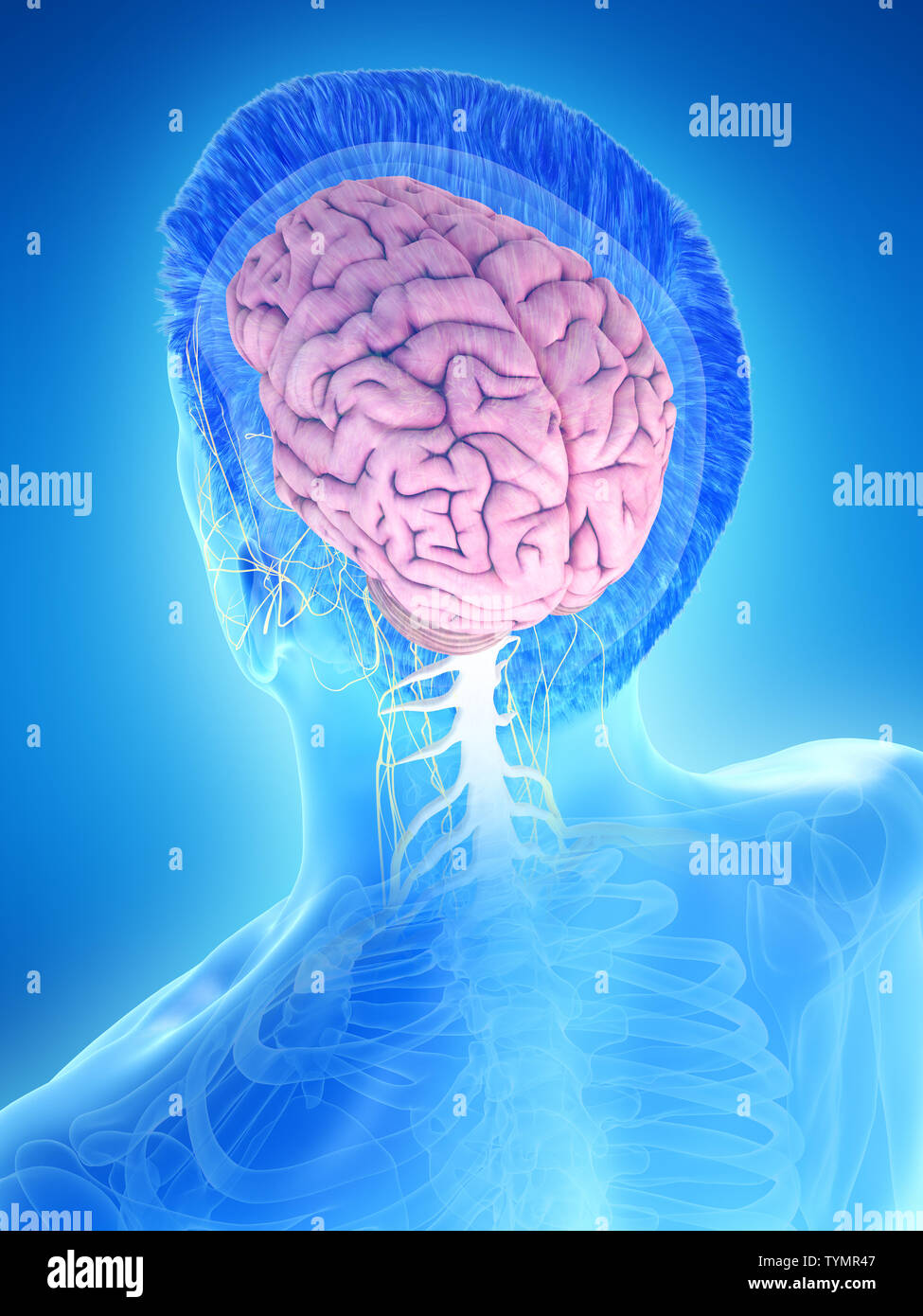 3d rendered medically accurate illustration of a mans brain Stock Photo ...