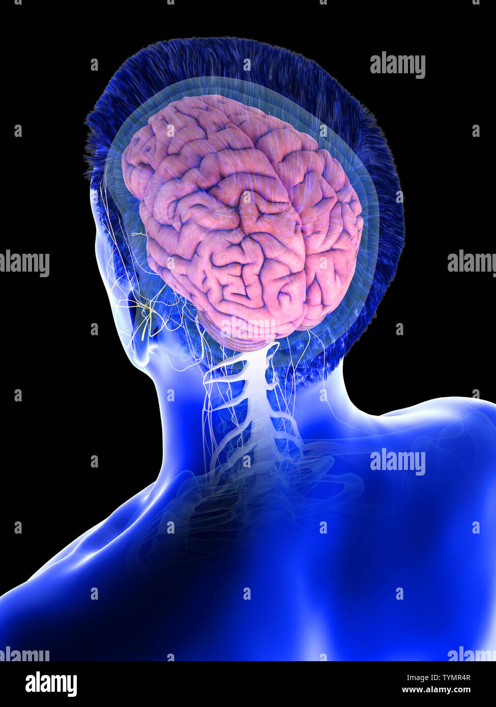 3d rendered medically accurate illustration of a mans brain Stock Photo ...
