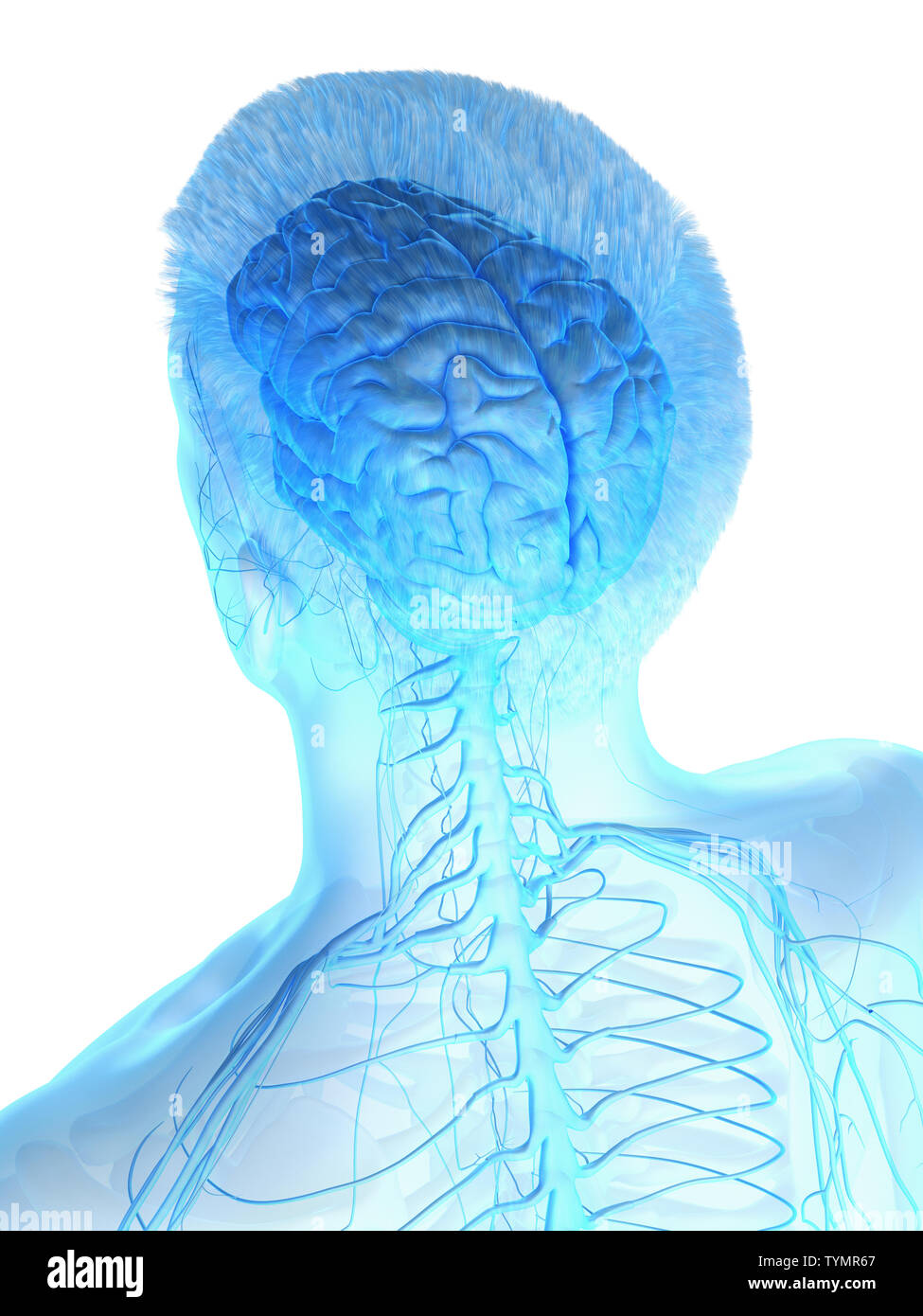 3d rendered medically accurate illustration of a mans brain Stock Photo ...