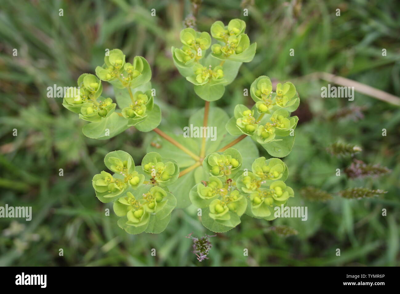 closeup of common green plant, acrid spurge Stock Photo