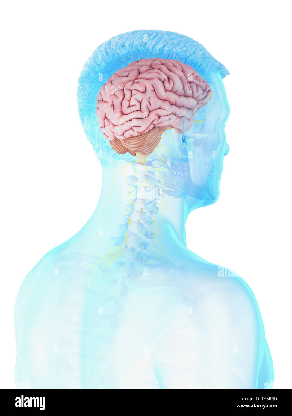 3d rendered medically accurate illustration of a mans brain Stock Photo ...
