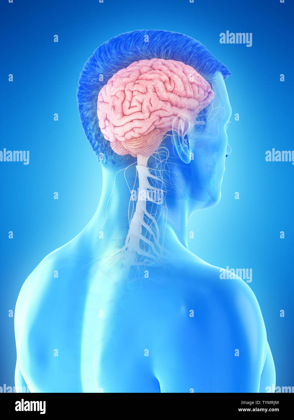 3d rendered medically accurate illustration of a mans brain Stock Photo ...