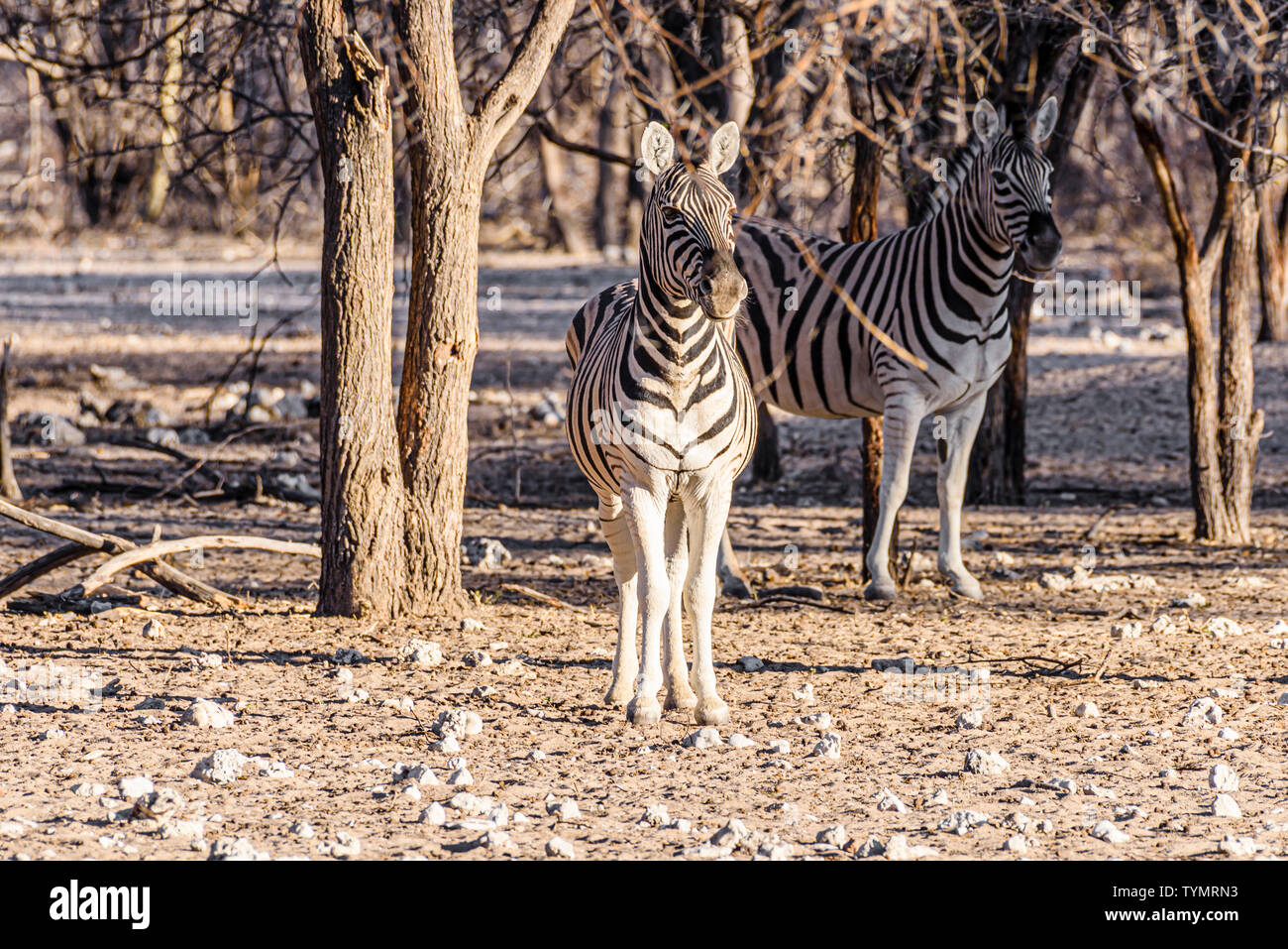 Plain zebra in a forested area of Namibia Stock Photo