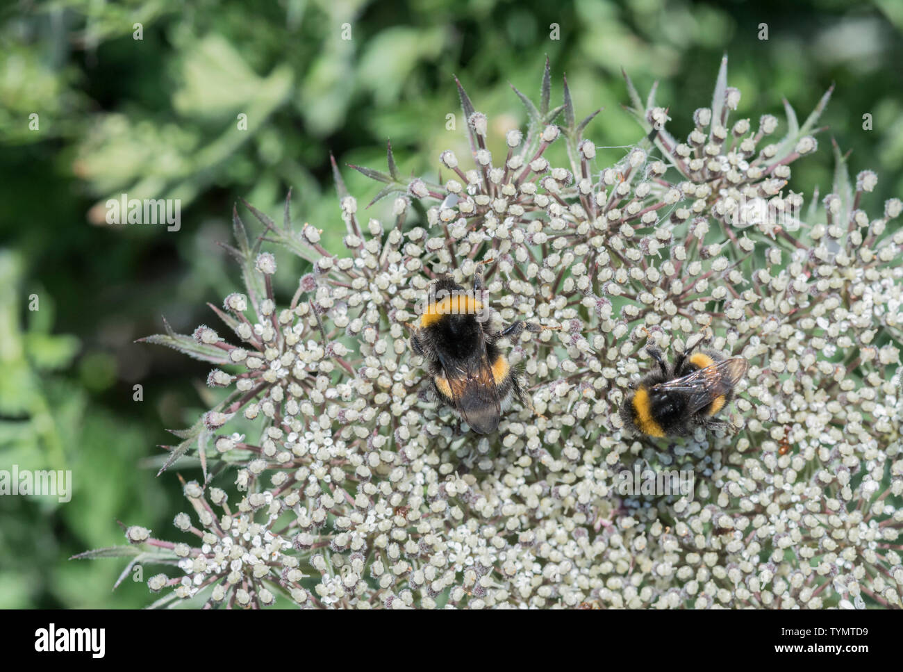 Two white-tailed Bumble Bees (Bombus sp) Stock Photo