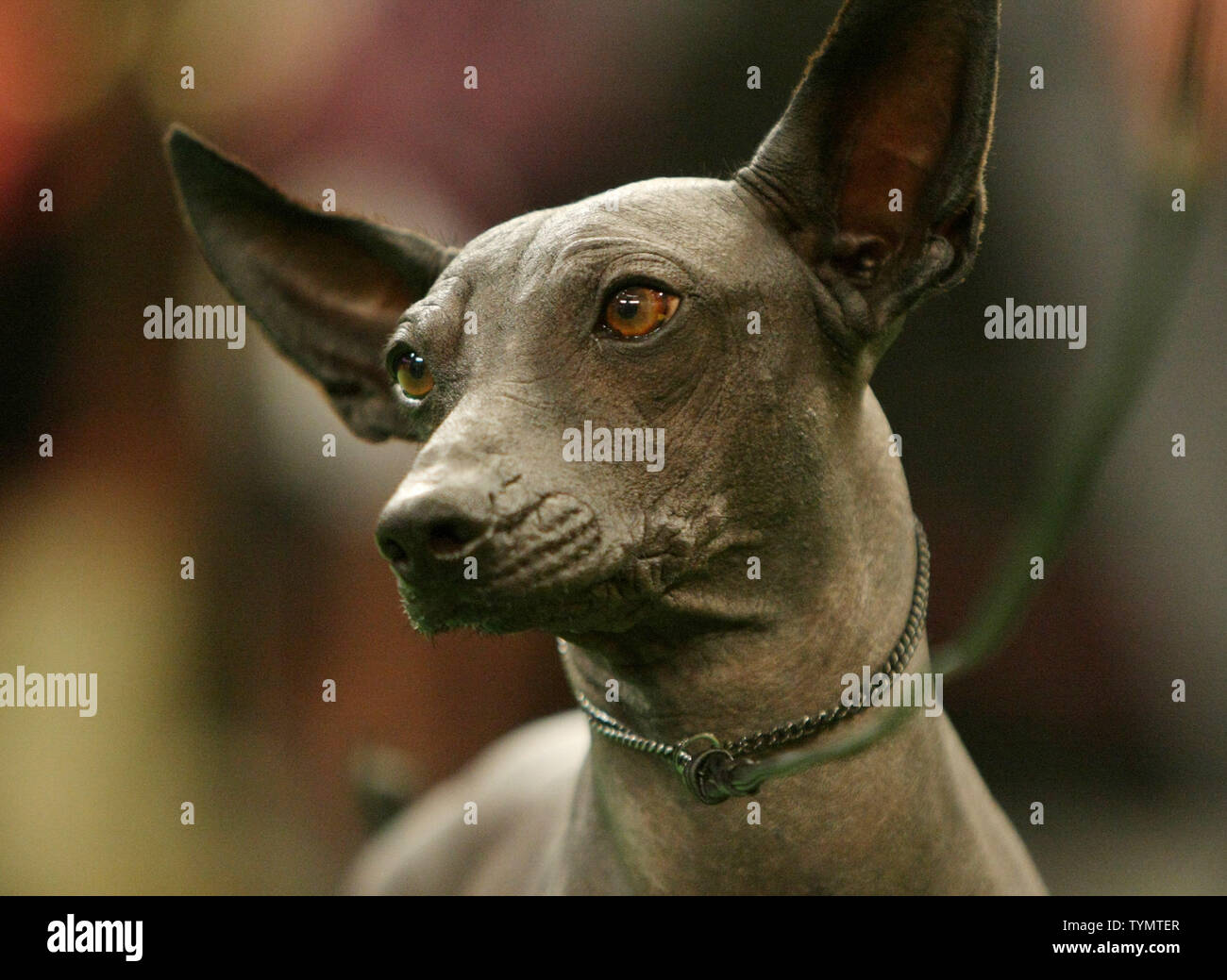 A Xoloitcuintil, a Mexican hairless dog, is shown for the first time at the  136th annual Westminster Kennel Club Dog Show held at Madison Square Garden  on February 13, 2012 in New