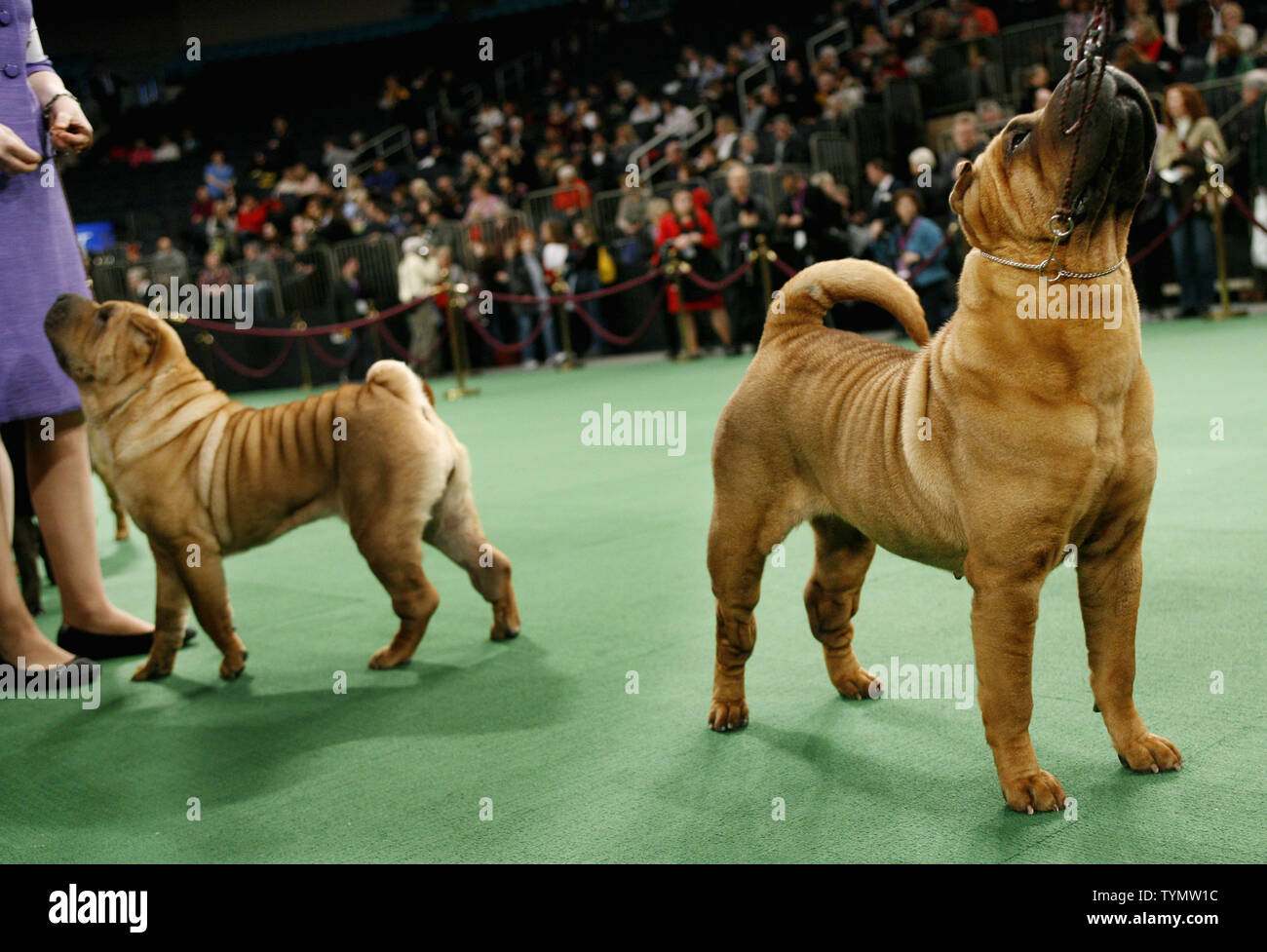 Chinese Shar Peis Are Shown At The 136th Annual Westminster Kennel